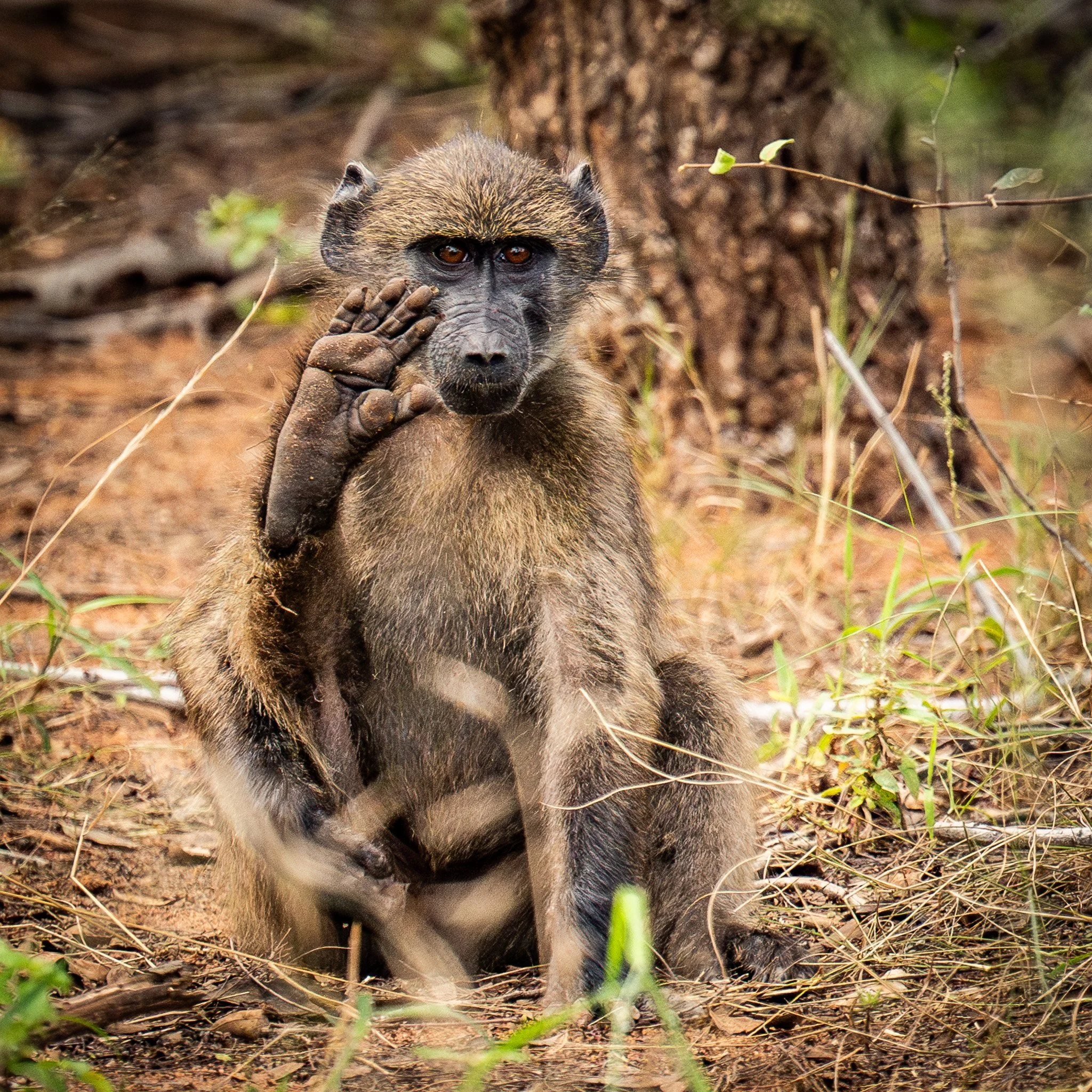 Waving Baboon, Marakele NP