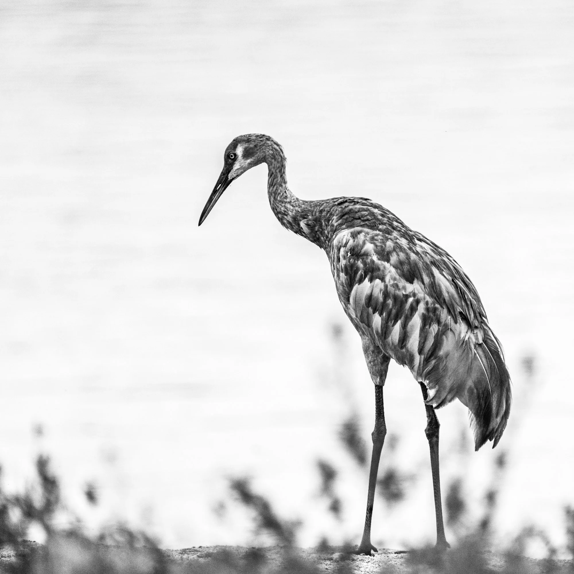 Cranebill - Georgian Bay