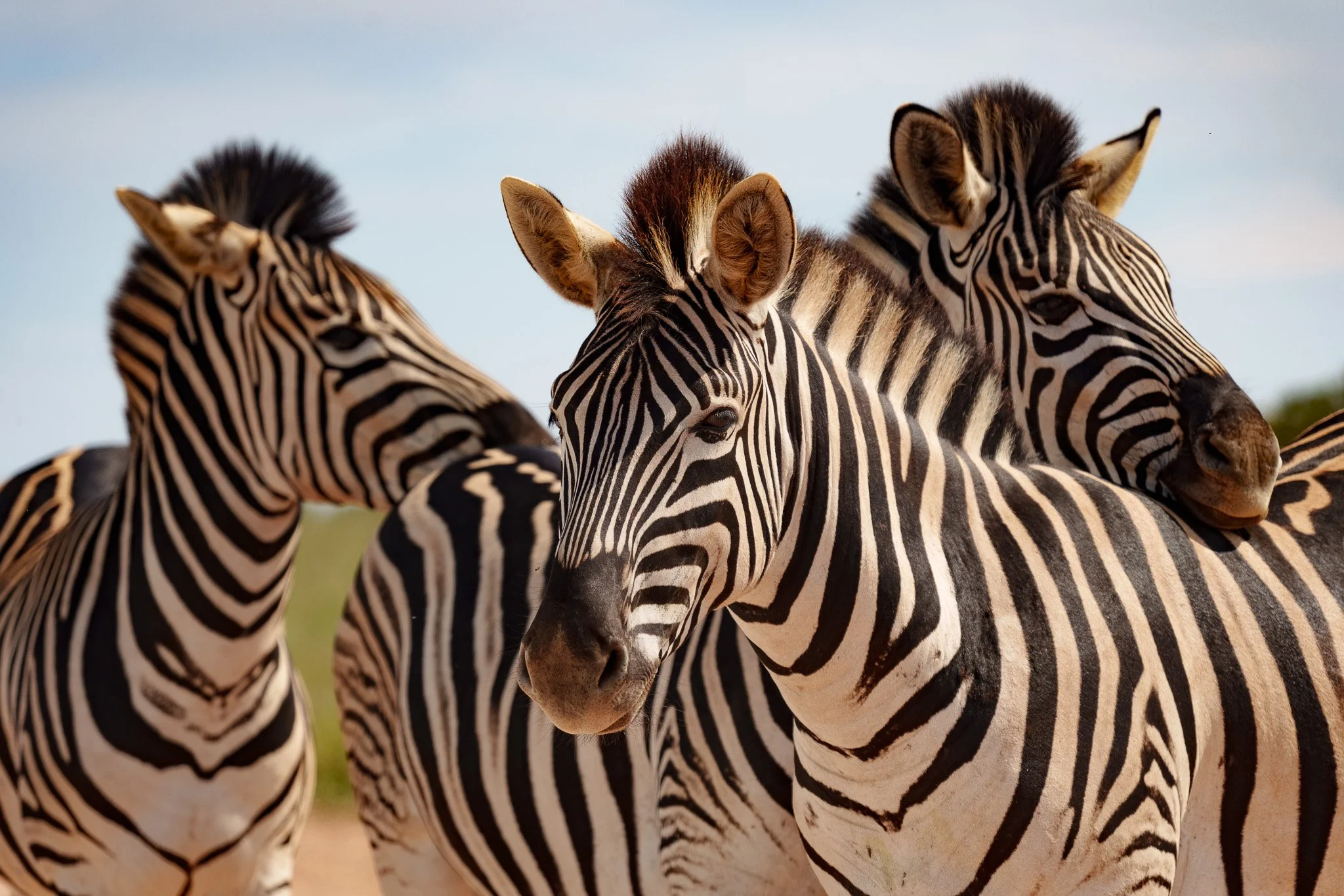 Zebras, Addo NP