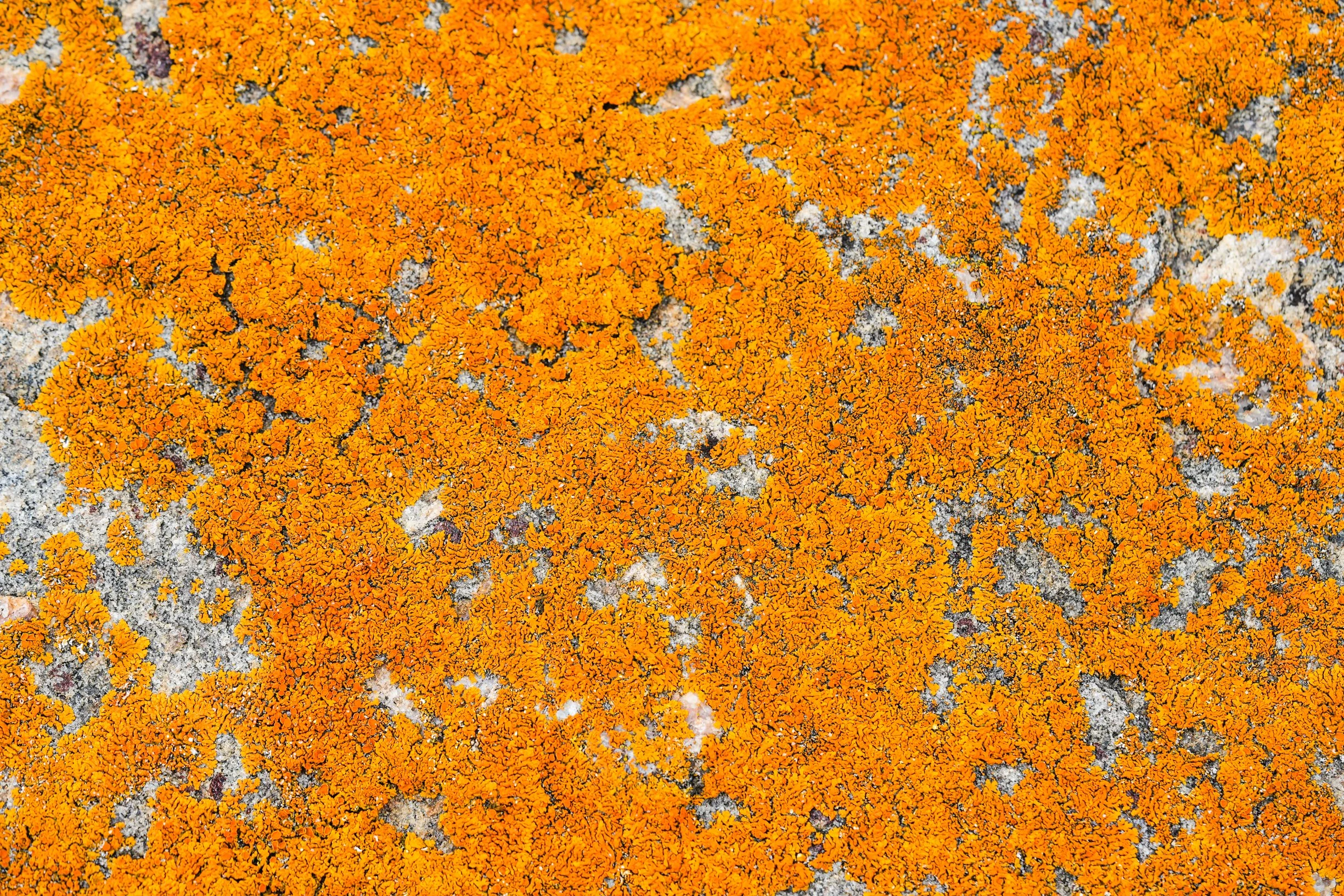 GB Rock-03204.jpg