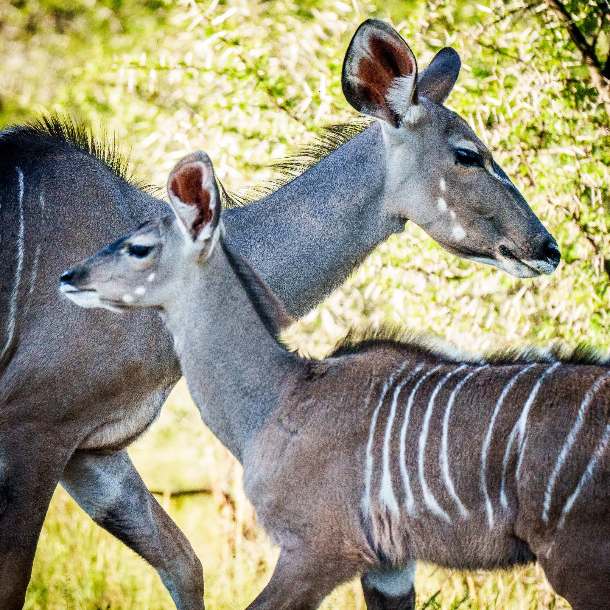 Kudus, Mountain Zebra NP