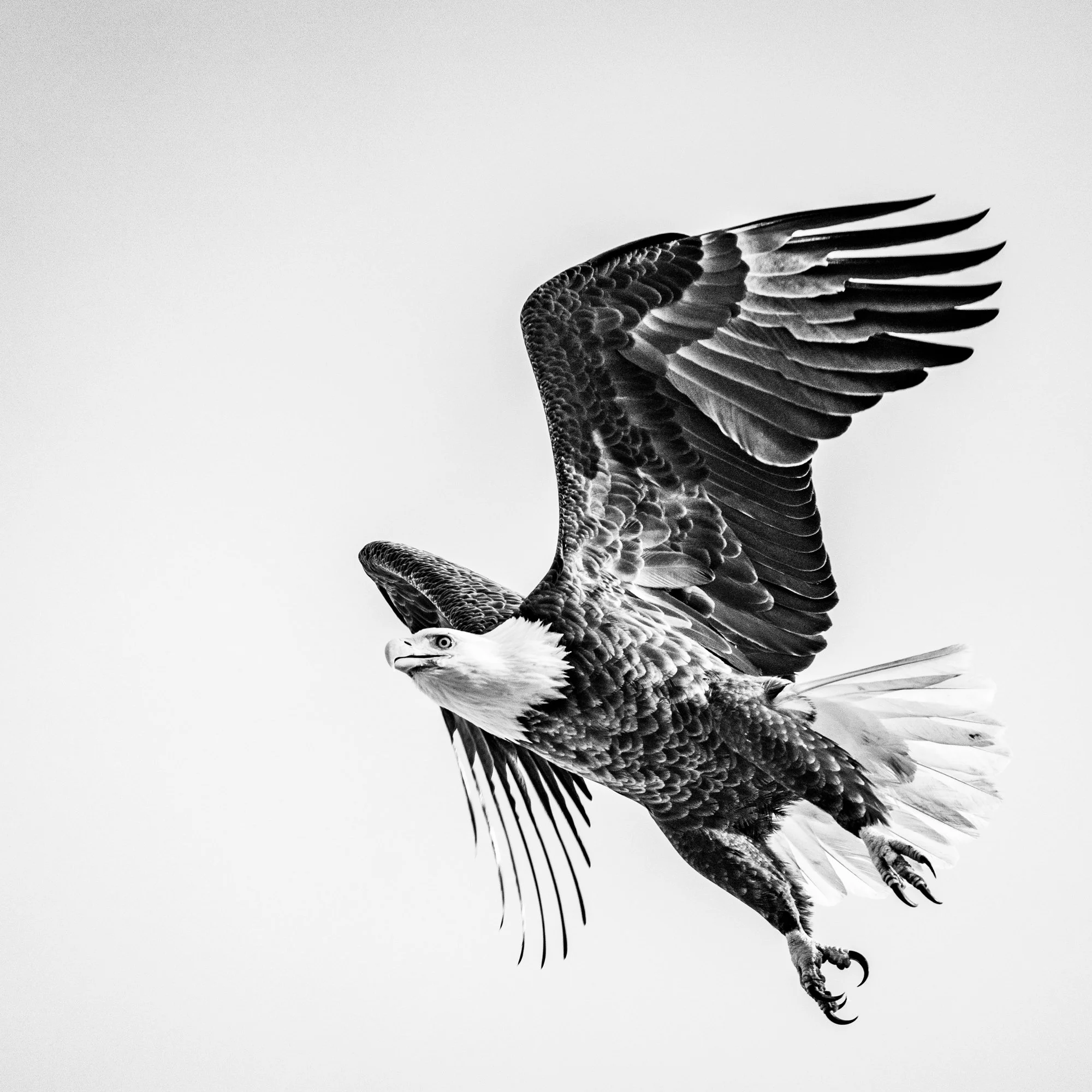 Bald Eagle 6 - Georgian Bay