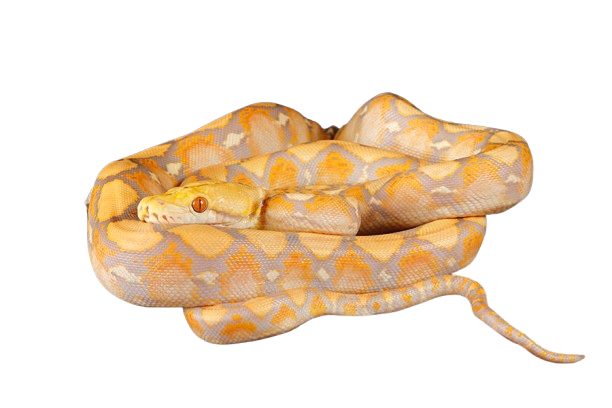 A yellow and orange patterned ball python snake coiled on a black background.
