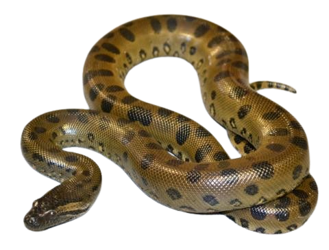 A patterned snake with tan and black markings, coiled with its head slightly raised