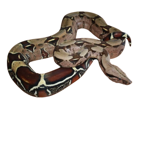 A ball python snake with brown, black, and cream-colored scales, coiled on a black background.