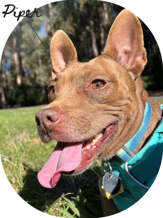 A brown dog with large ears, a pink tongue hanging out, and wearing a blue harness outdoors in a grassy area with trees in the background.