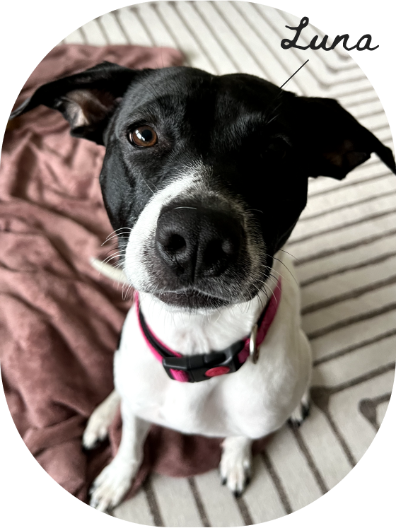 Close-up of a black and white dog with one eye, sitting on striped bedding with a brown blanket nearby. The dog is wearing a pink collar and looking directly at the camera.