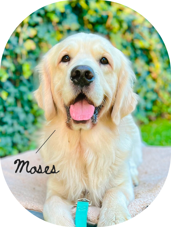 A happy Golden Retriever dog sitting outdoors on a blanket with a lush green shrub background, labeled with a note pointing to the dog that reads 'Moses'.