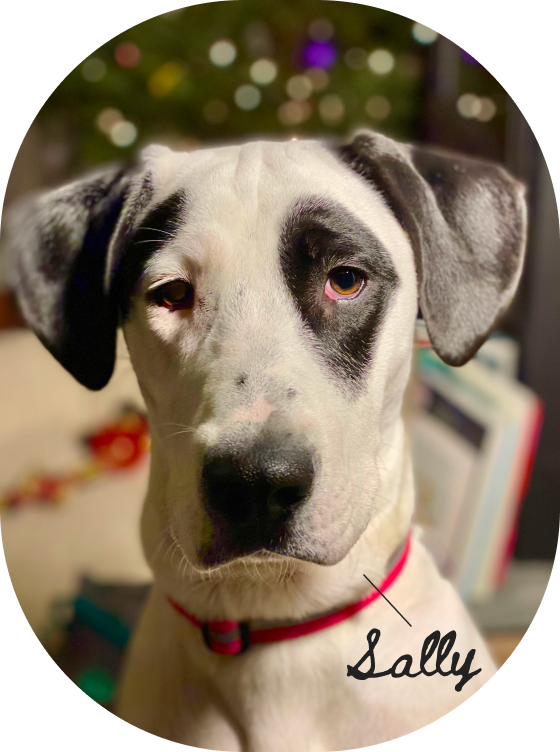 Close-up of a mixed breed dog with black and white fur, wearing a red collar, with one eye winking and the other open, against a blurred background of holiday decorations. The dog's name, Sally, is written in script near her neck.
