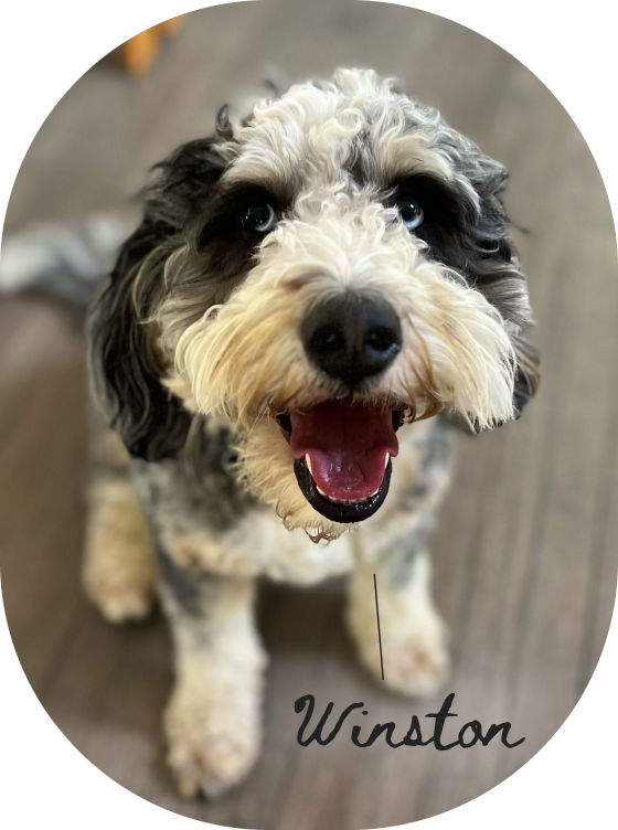 A happy black and white fluffy dog with blue eyes and an open mouth, sitting on a wooden floor, with the name 'Winston' written at the bottom.