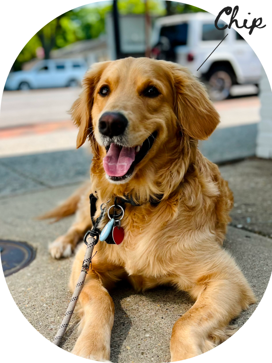 Golden retriever dog with a happy expression, sitting on the sidewalk, wearing a collar with tags, and attached to a leash.