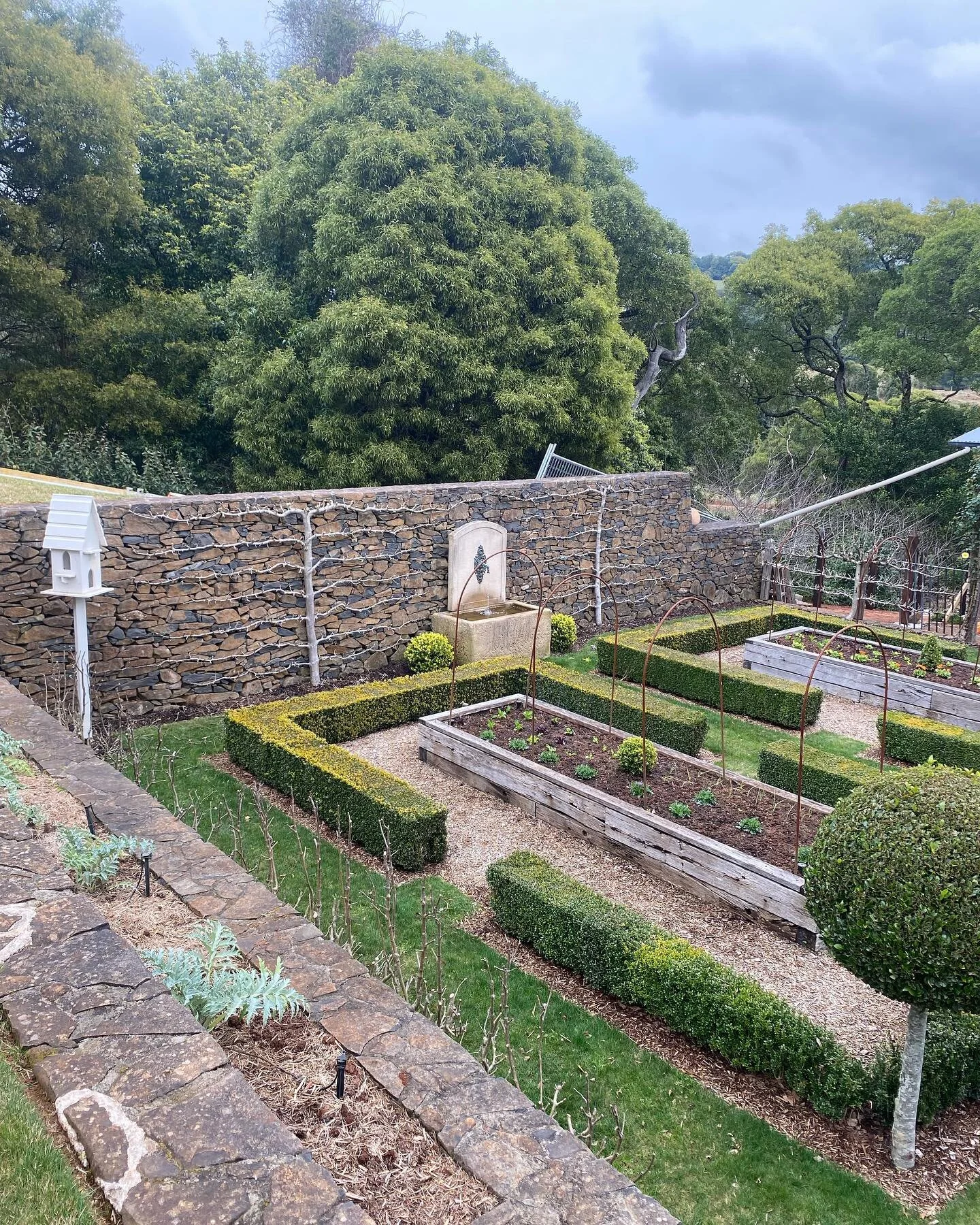 espalier pear trees cut back, ready for the spring boom 😇