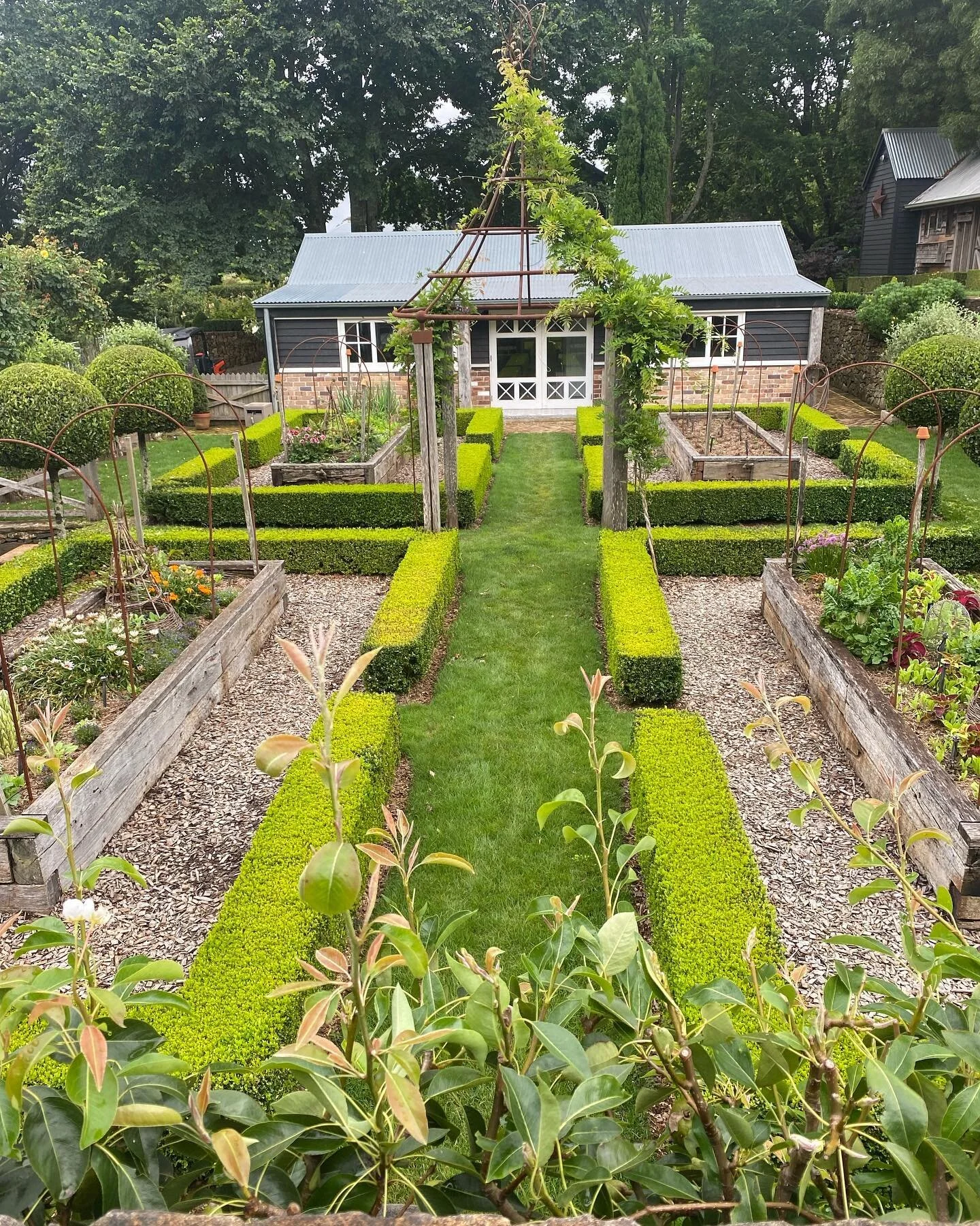 Buxus coming back beautiful that we hacked back 🪓