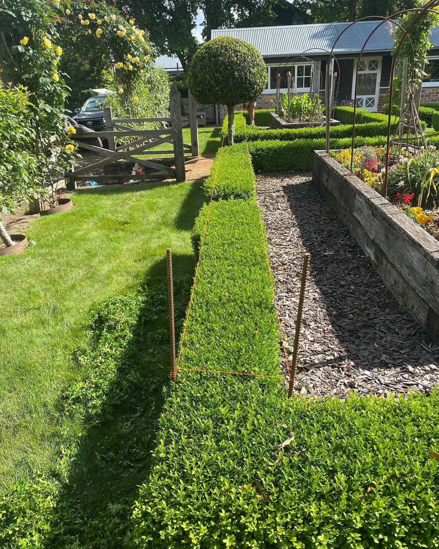 Hard cut back to get these buxus perfectooo✂️