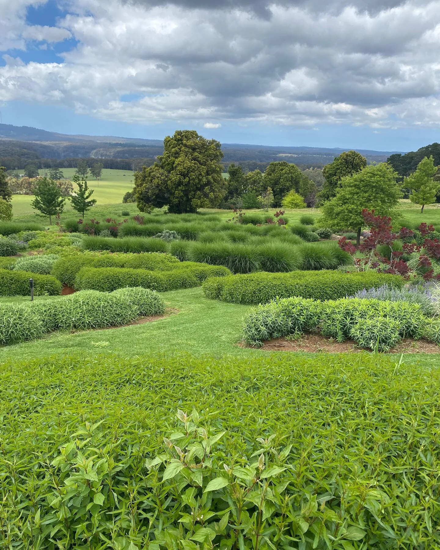 The dream perennial garden bed with an average view 😎 swipe for the video➡️➡️