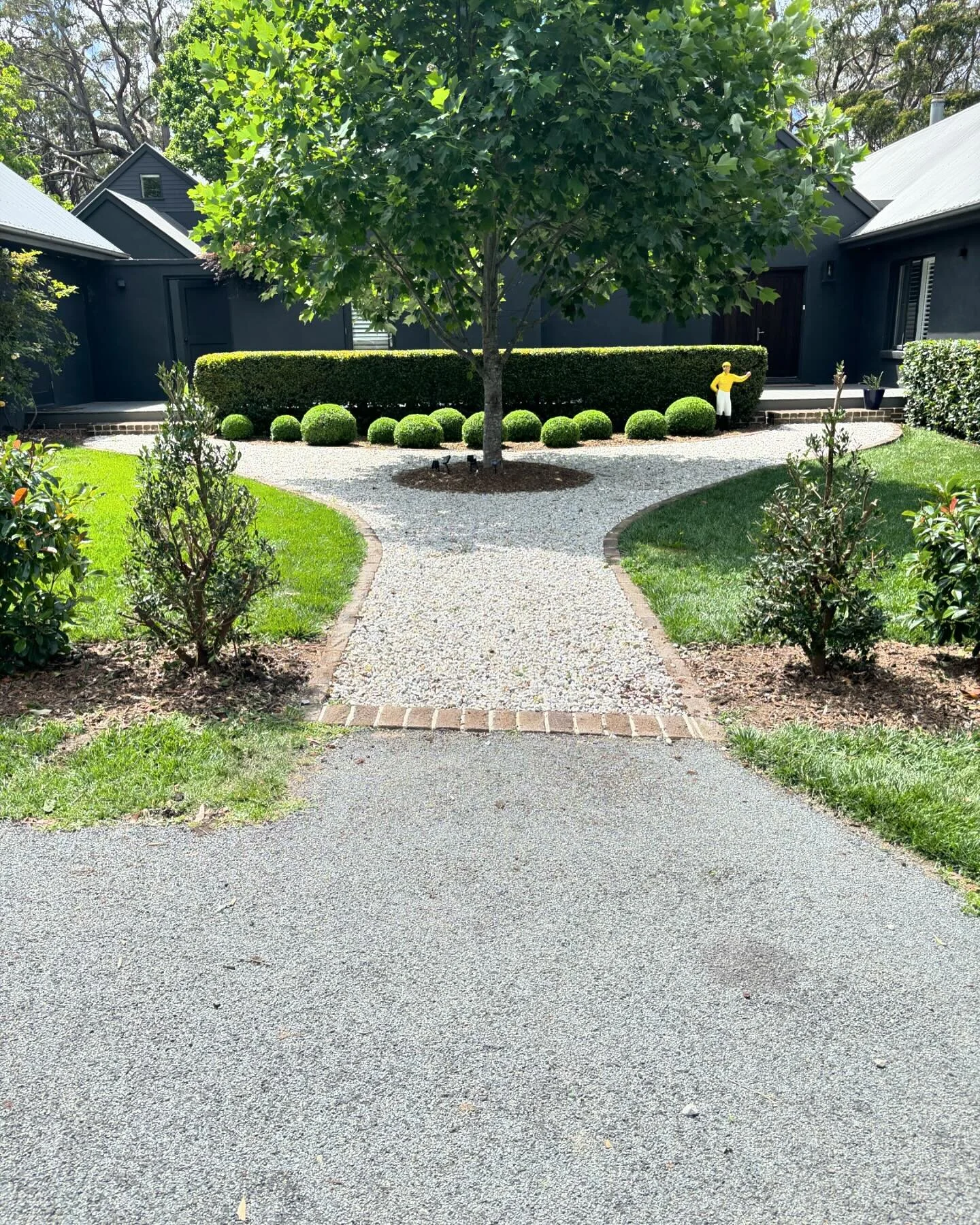 Managers quarters at Silverdale farm ✂️ we transplanted the Acmena smithii in the front and cut them into cones to fill the gap and continue the topiary theme.