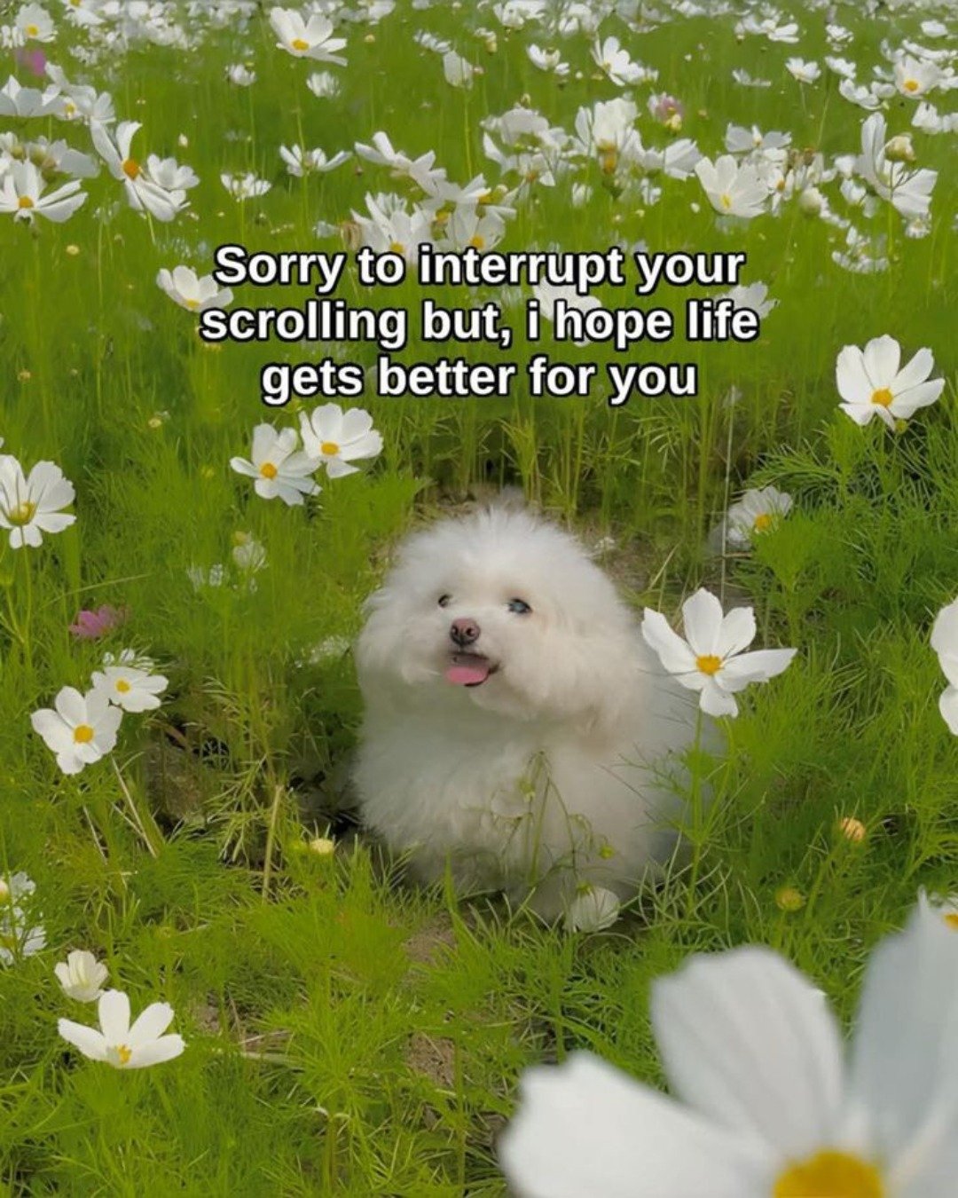 Just some pups to grace your feed with some #mememonday content to get you through the week 🐶