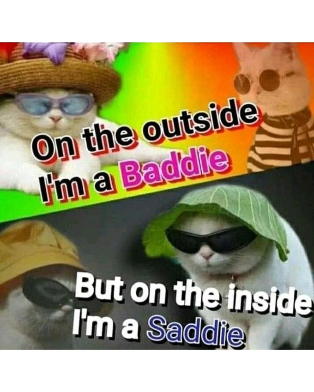 Here are some catty memes to get you through this #mememonday 🐈