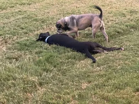 ollie1.jpg