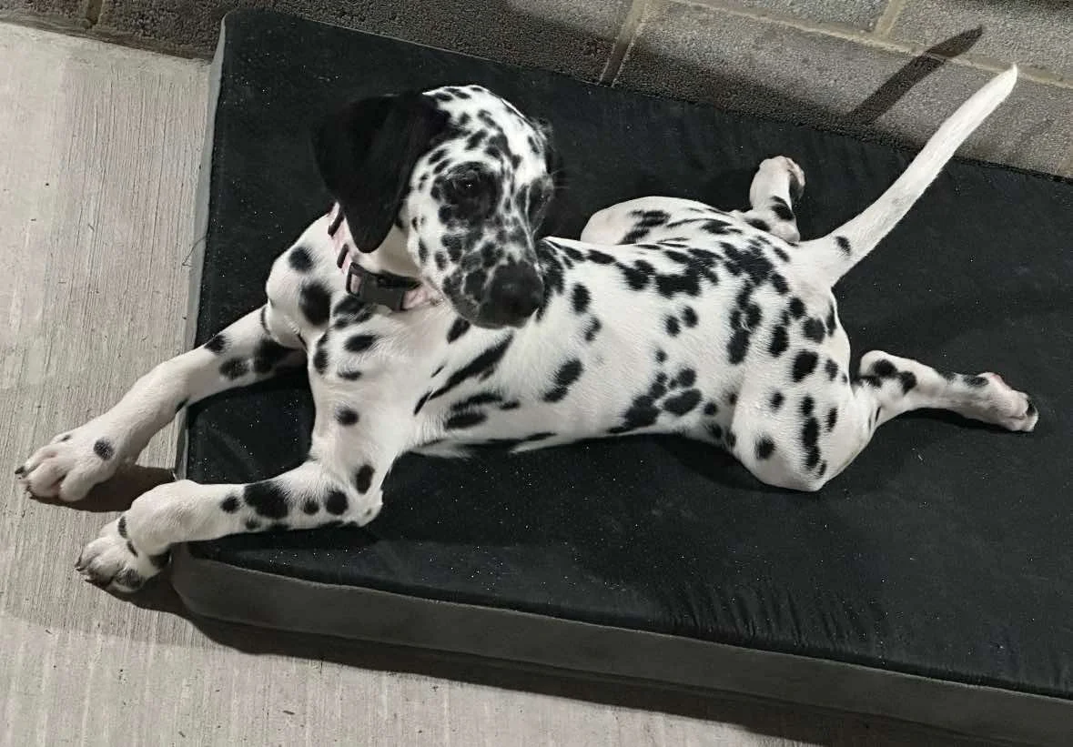 daisy2.jpg