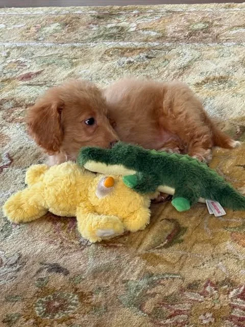 teddy1.jpg