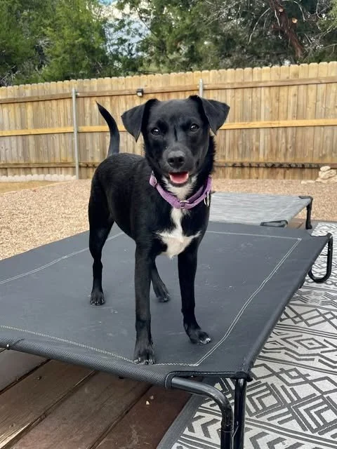Meet Indie