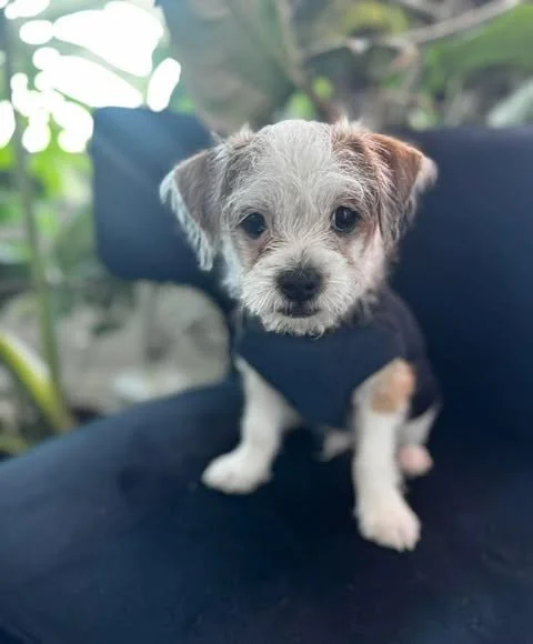 Meet Piccolo