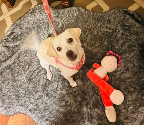 Meet Maia