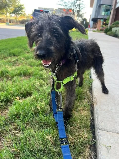 Meet Murray