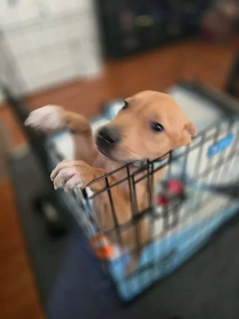 nugget.jpg