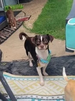 Meet Tootsie
