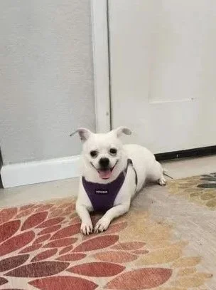 Meet Jojo