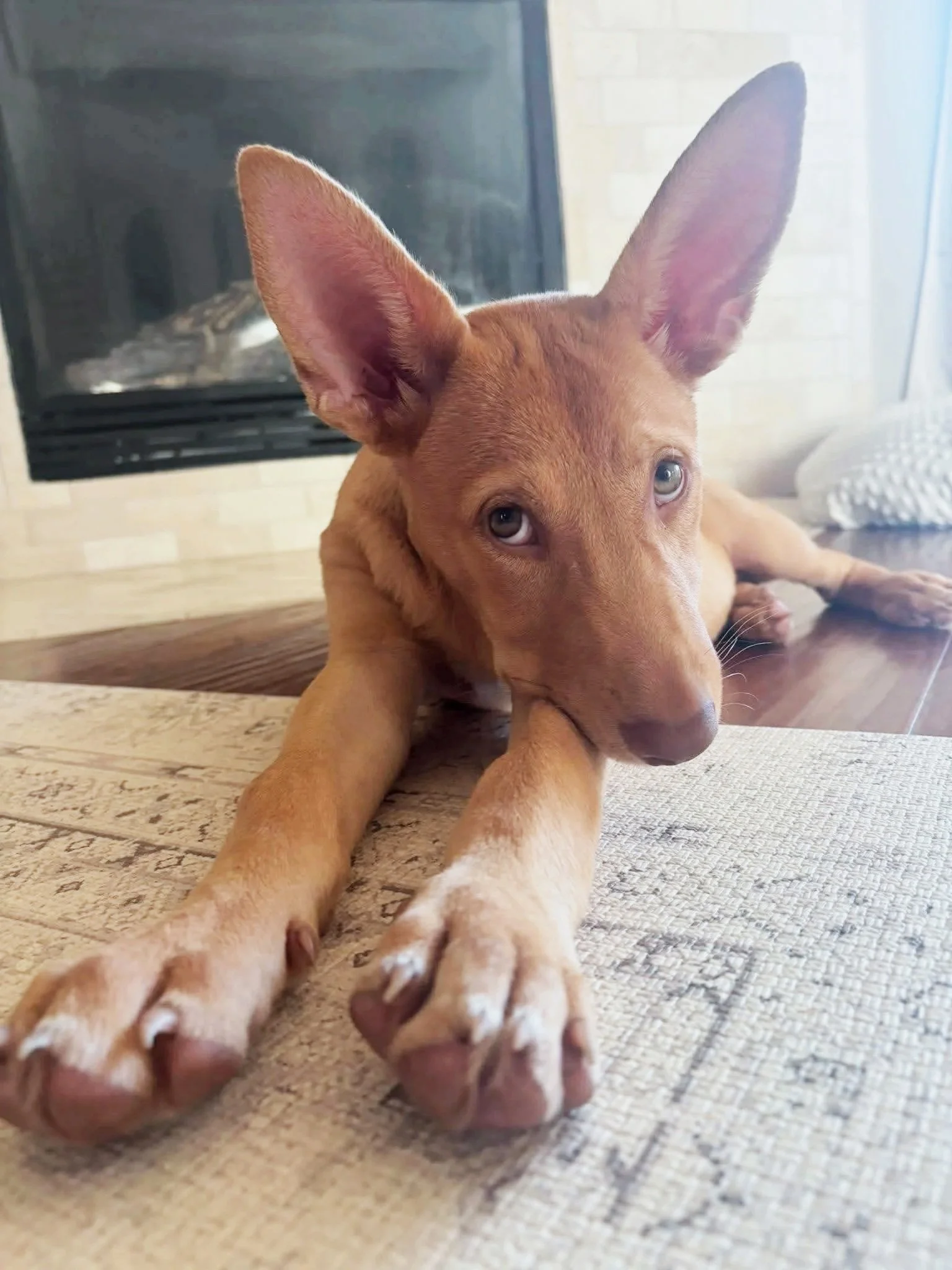 Meet Ford