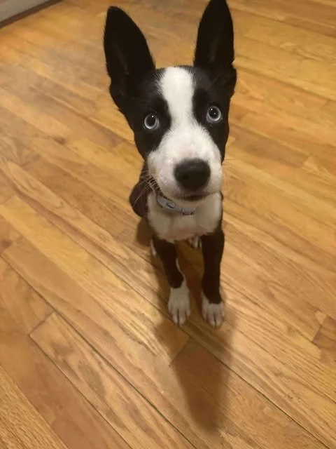 zoomie8.jpg