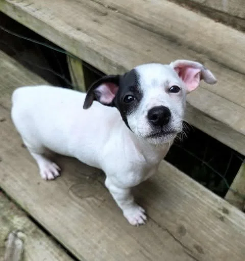 smudge.jpg
