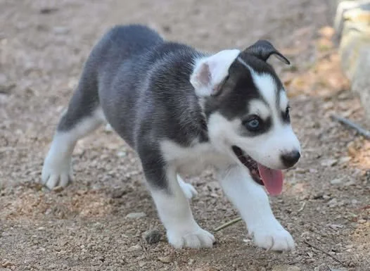 dodger5.jpg