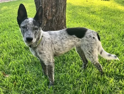Meet Sombra