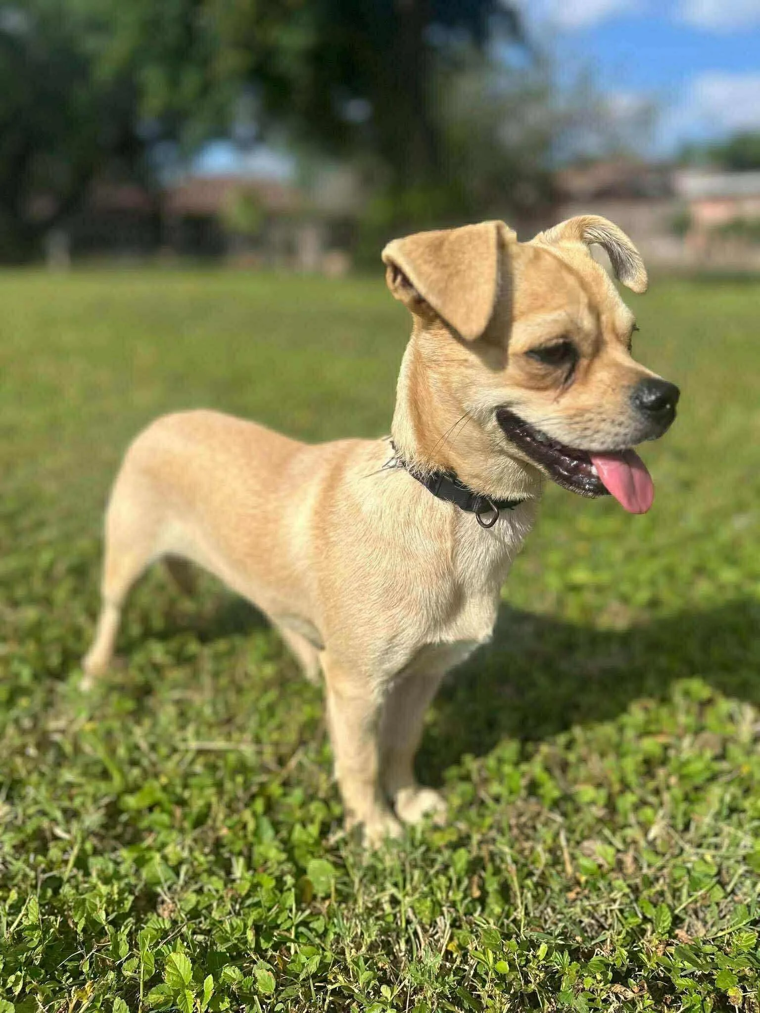 peanut8.jpg
