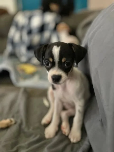 Meet Wonder
