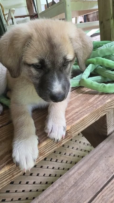 molly4.jpg