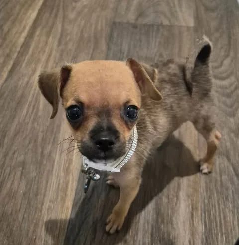 Meet Dixie