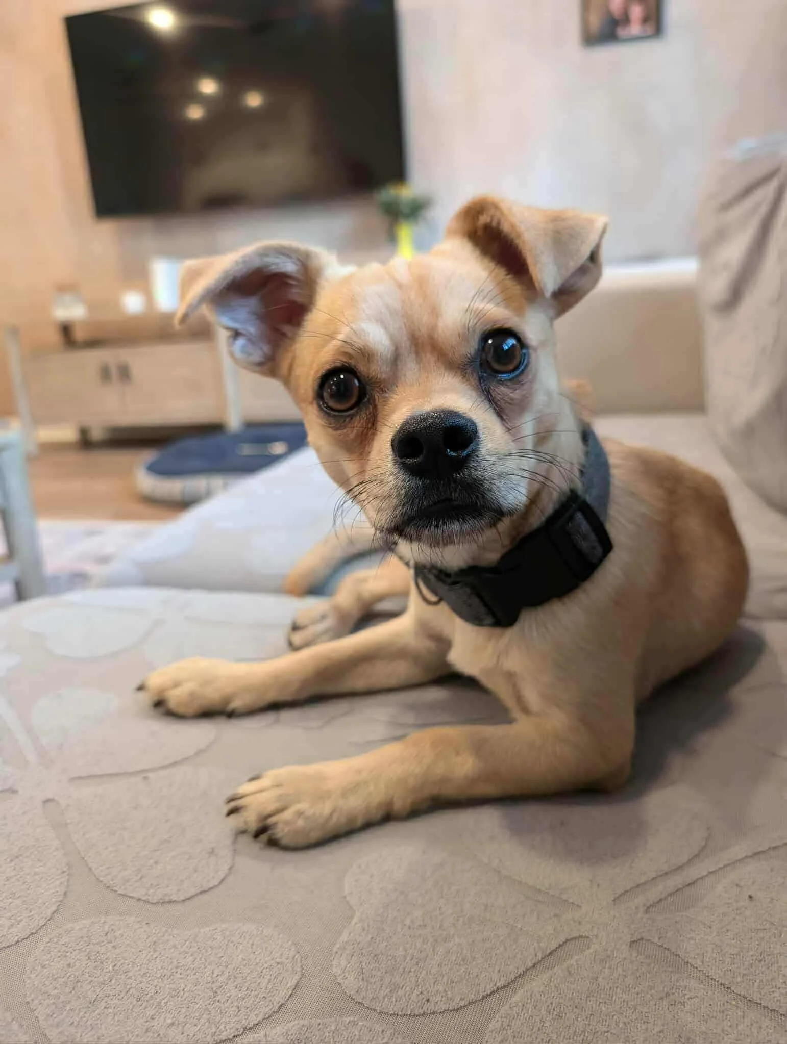 peanut7.jpg