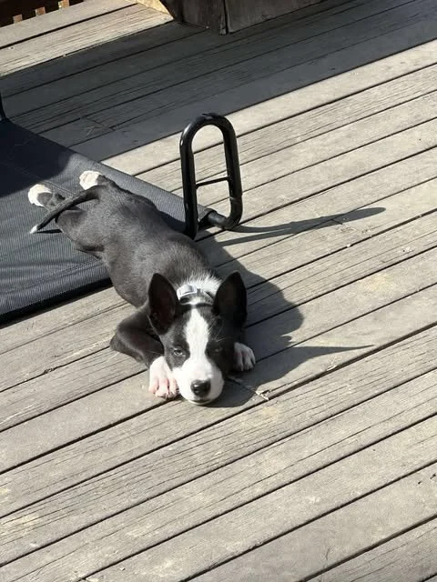 zoomie17.jpg