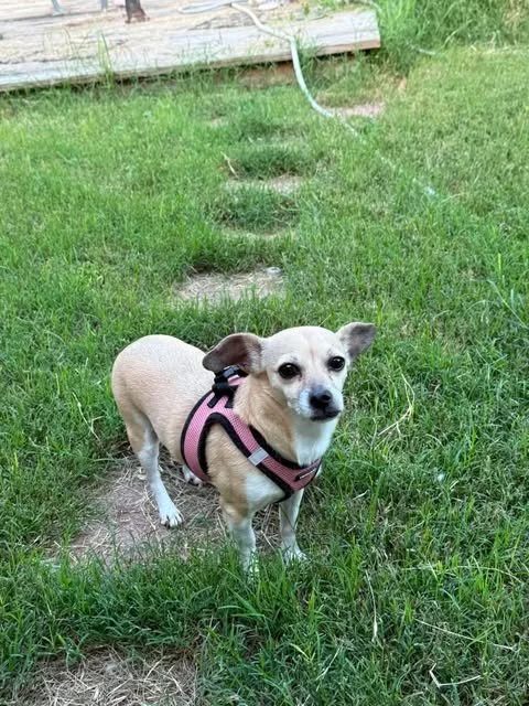 Meet Lucy