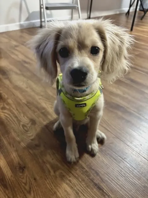 Meet Simba