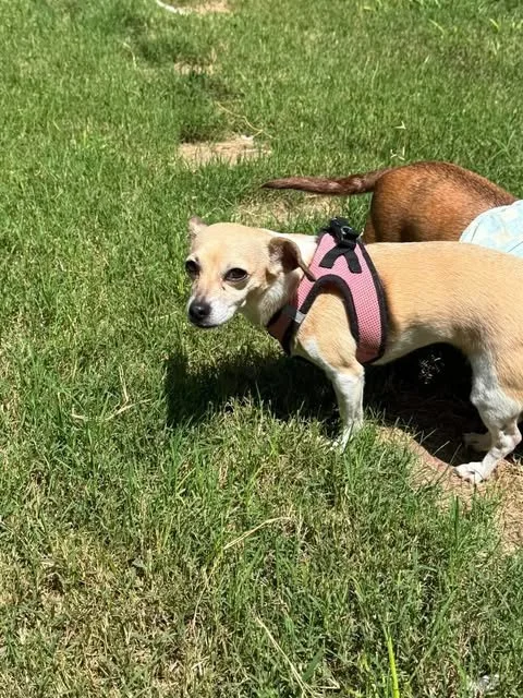 lucy9.jpg