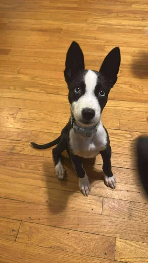 zoomie11\.jpg