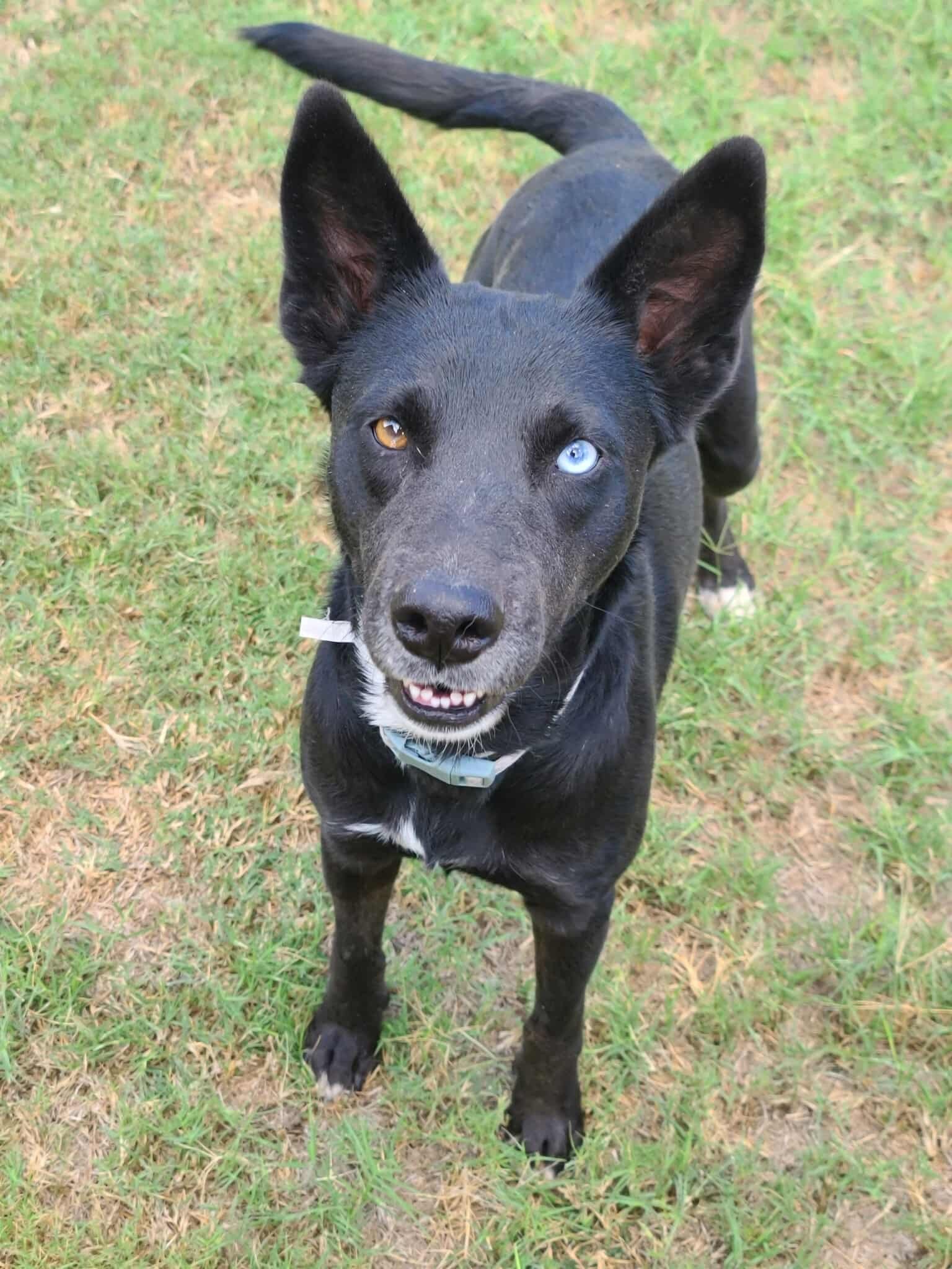 Meet Sable