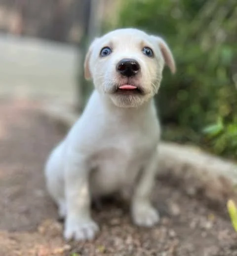oliver2.jpg