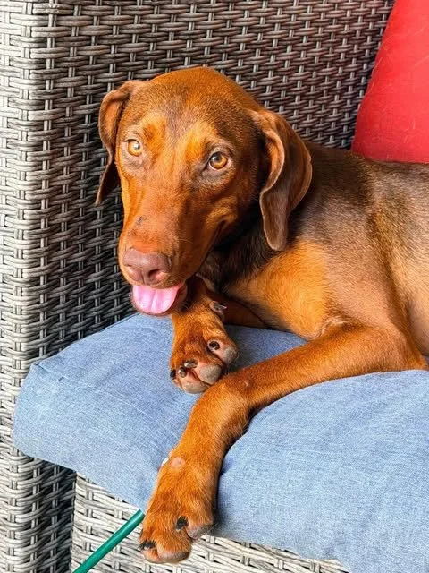 Meet Daphne